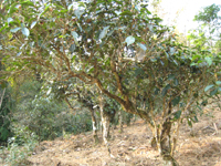 攸楽山古樹春茶09年