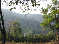 攸楽山古樹春茶09年