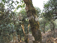 攸楽山古樹春茶09年