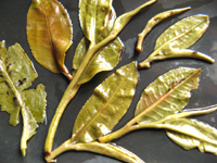 攸楽山古樹春茶09年