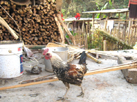 攸楽山古樹春茶09年