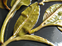 攸楽山古樹春茶09年