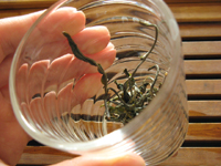 攸楽山古樹春茶09年