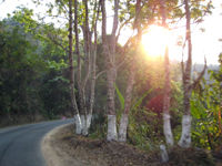 攸楽山古樹春茶09年