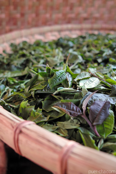 易武古樹青餅プーアル茶