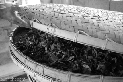 易武古樹青餅プーアル茶