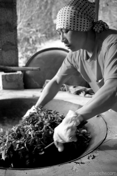 易武古樹青餅プーアル茶