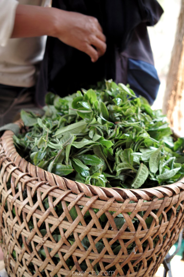易武古樹青餅プーアル茶