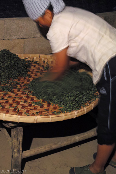 易武古樹青餅プーアル茶