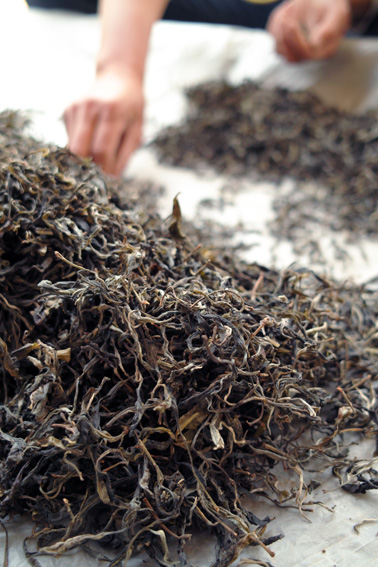 易武古樹青餅プーアル茶