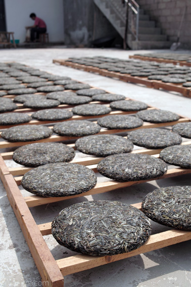 易武古樹青餅プーアル茶