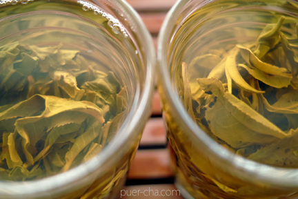 易武古樹青餅プーアル茶