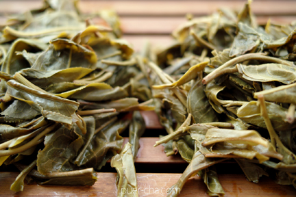 易武古樹青餅プーアル茶