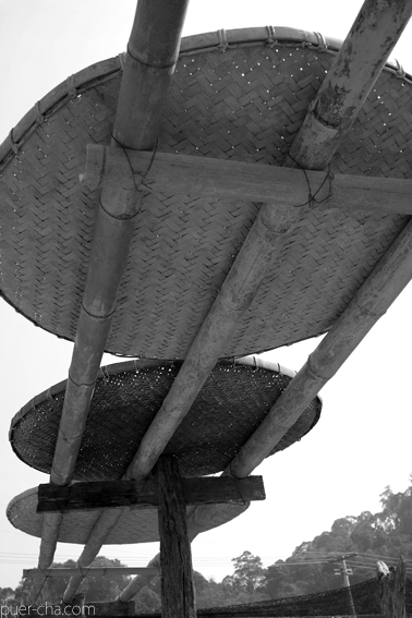 易武古樹青餅プーアル茶