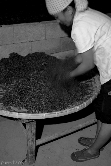 易武古樹青餅プーアル茶