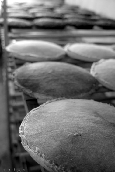 易武古樹青餅プーアル茶