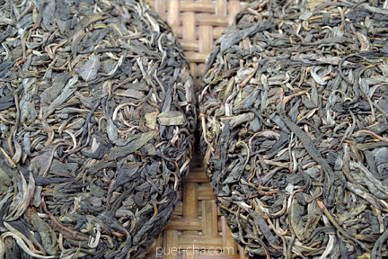 易武古樹青餅プーアル茶