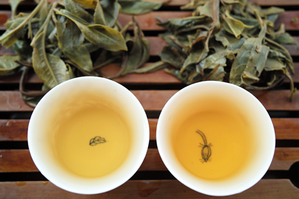 易武古樹青餅2010年