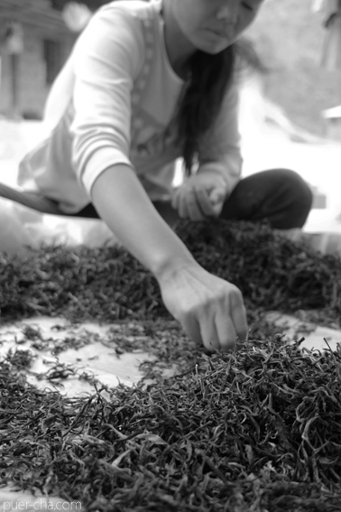 易武古樹青餅プーアル茶