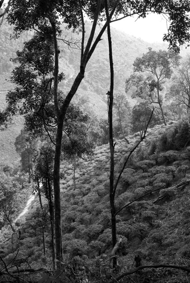 易武古樹青餅プーアル茶