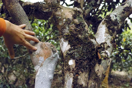 古茶樹の幹