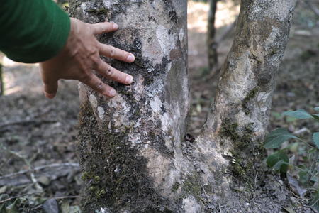 古茶樹の幹