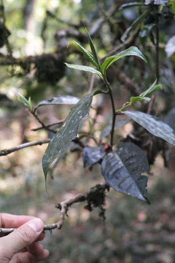 古茶樹の茶葉