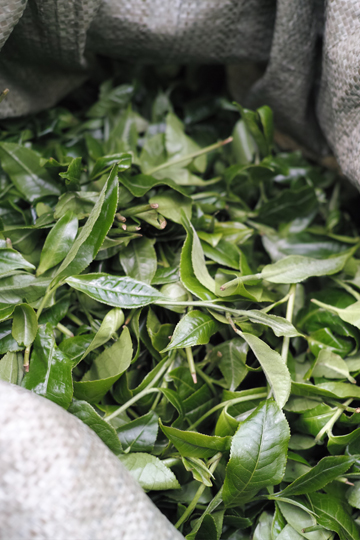 古茶樹の茶葉