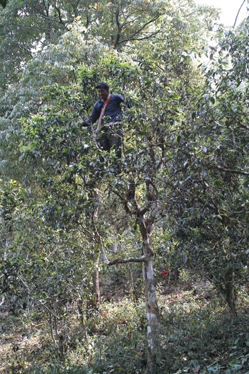 古茶樹の采茶