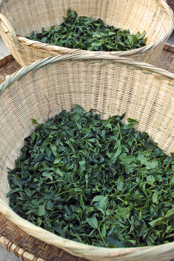 章朗古樹青餅2016年・緑印