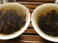 「紫大益7542青餅00年」と「紫大益4号青餅03年」